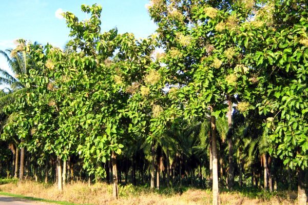 Teakwood_Tree