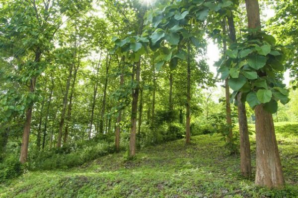 Uses Of Teak Wood