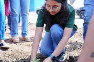 First Plantation 1