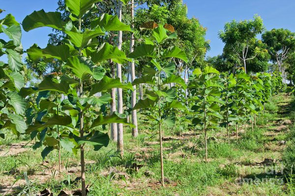 young-teak-plantation-inga-spence